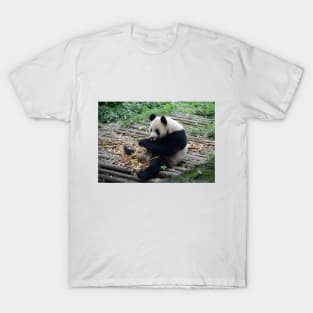 Cute and Cuddly Giant Panda Bear!! T-Shirt